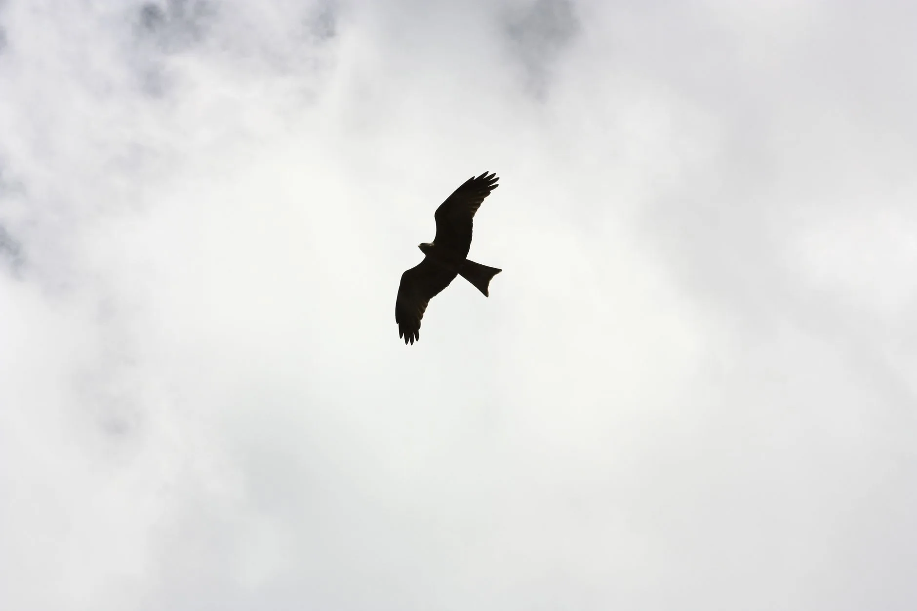 An eagle soaring on thermal currents — strength that comes from God, not human effort
